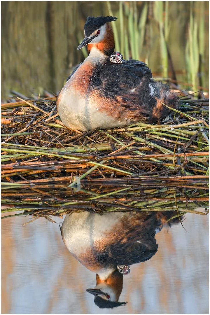 First hatched - WINNER - David Cowling