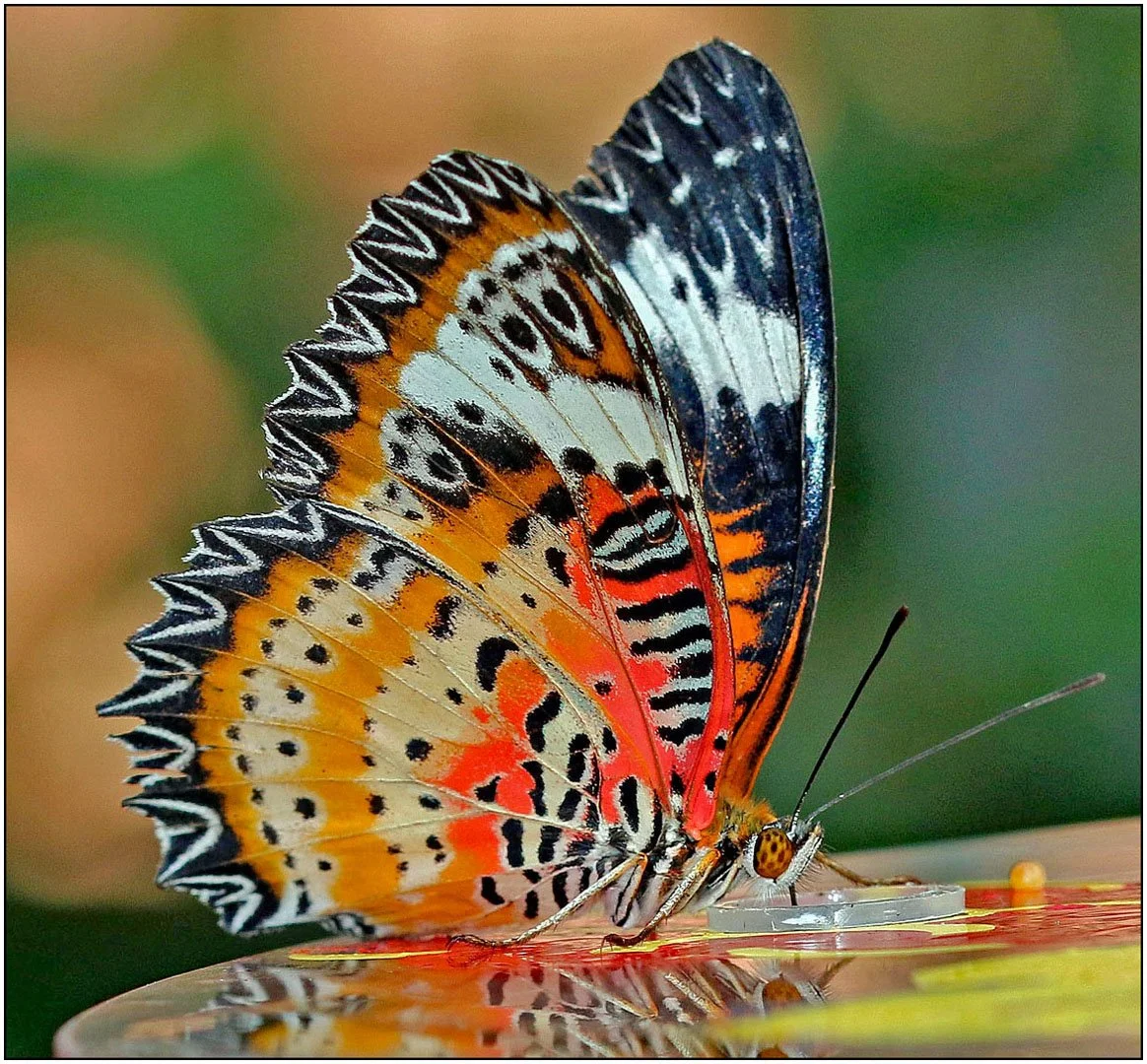 Leopard Lacewing Butterfly Liz Walker
