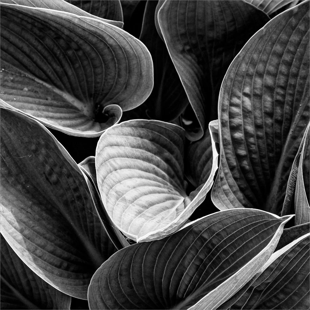 Hosta Teresa Chaundy-Brain