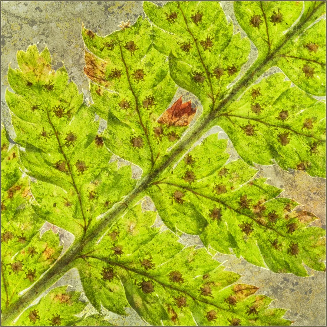 Fern - Hazel Farrow