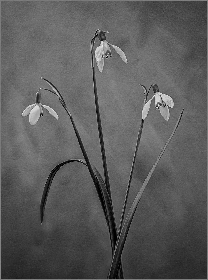 Snowdrop trio - RUNNER UP - Gillian Denny