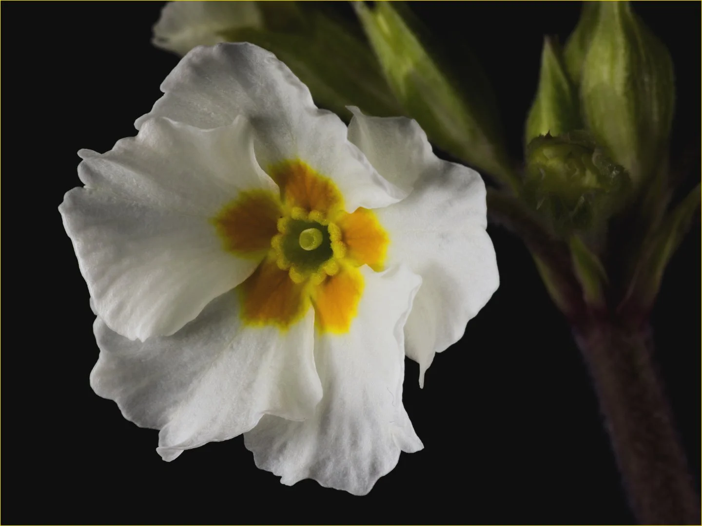 Primrose - Teresa Chaundy Brain