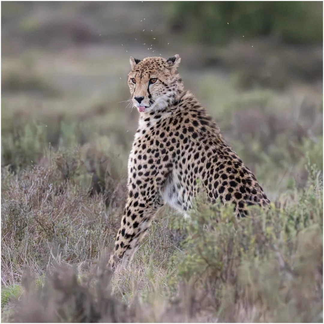 Cheeky Cheetah - Sandy Cowley