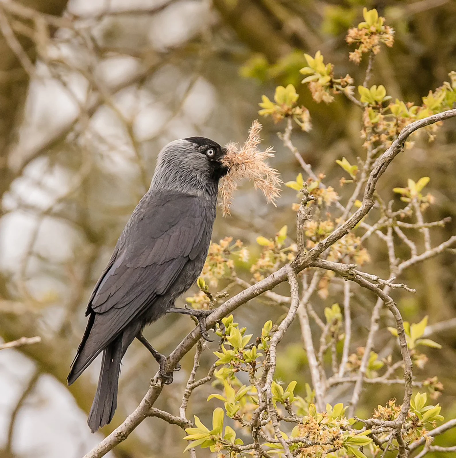 Nesting Time John Tallowin
