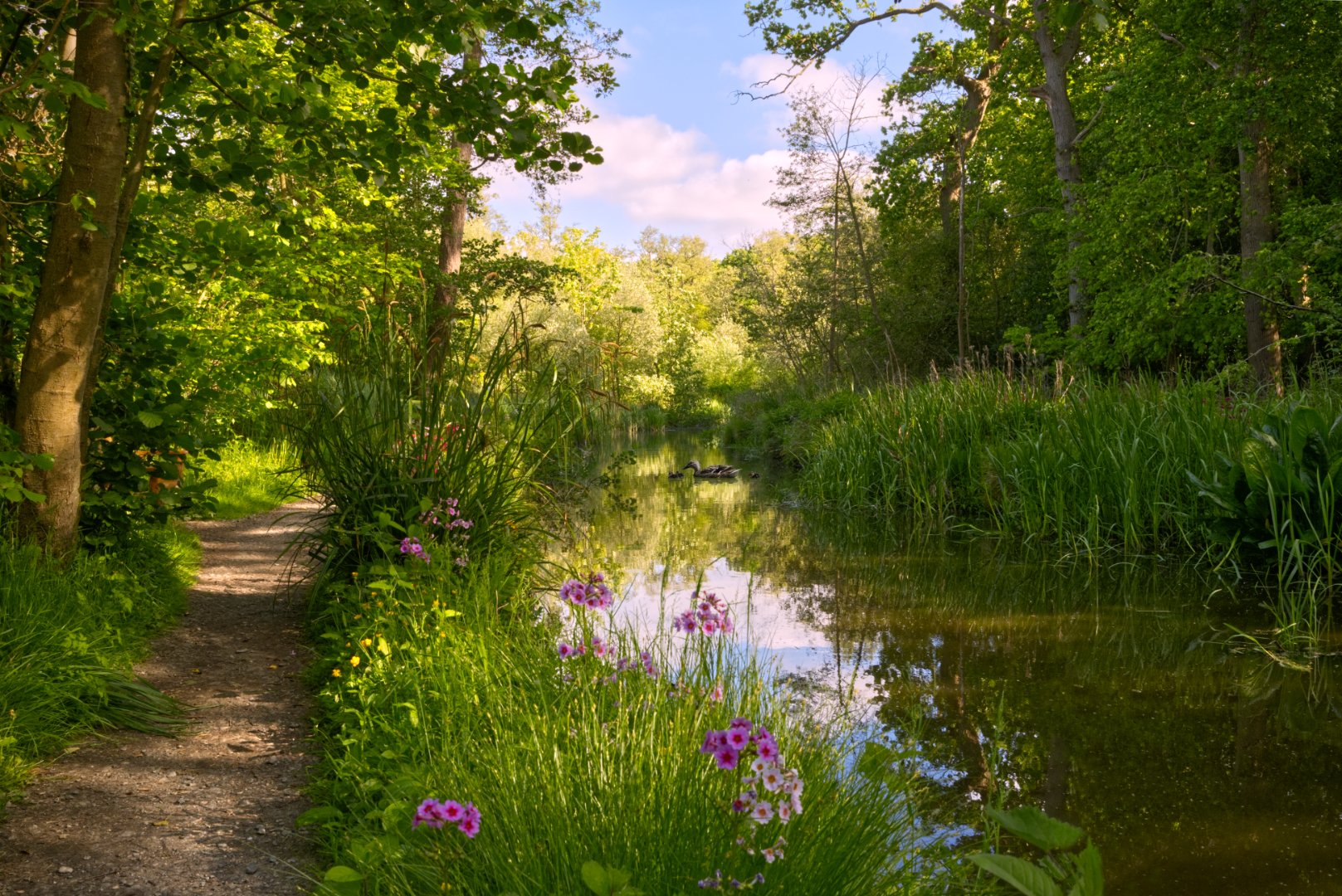 Shady Riverside Walk. Gillian Denny