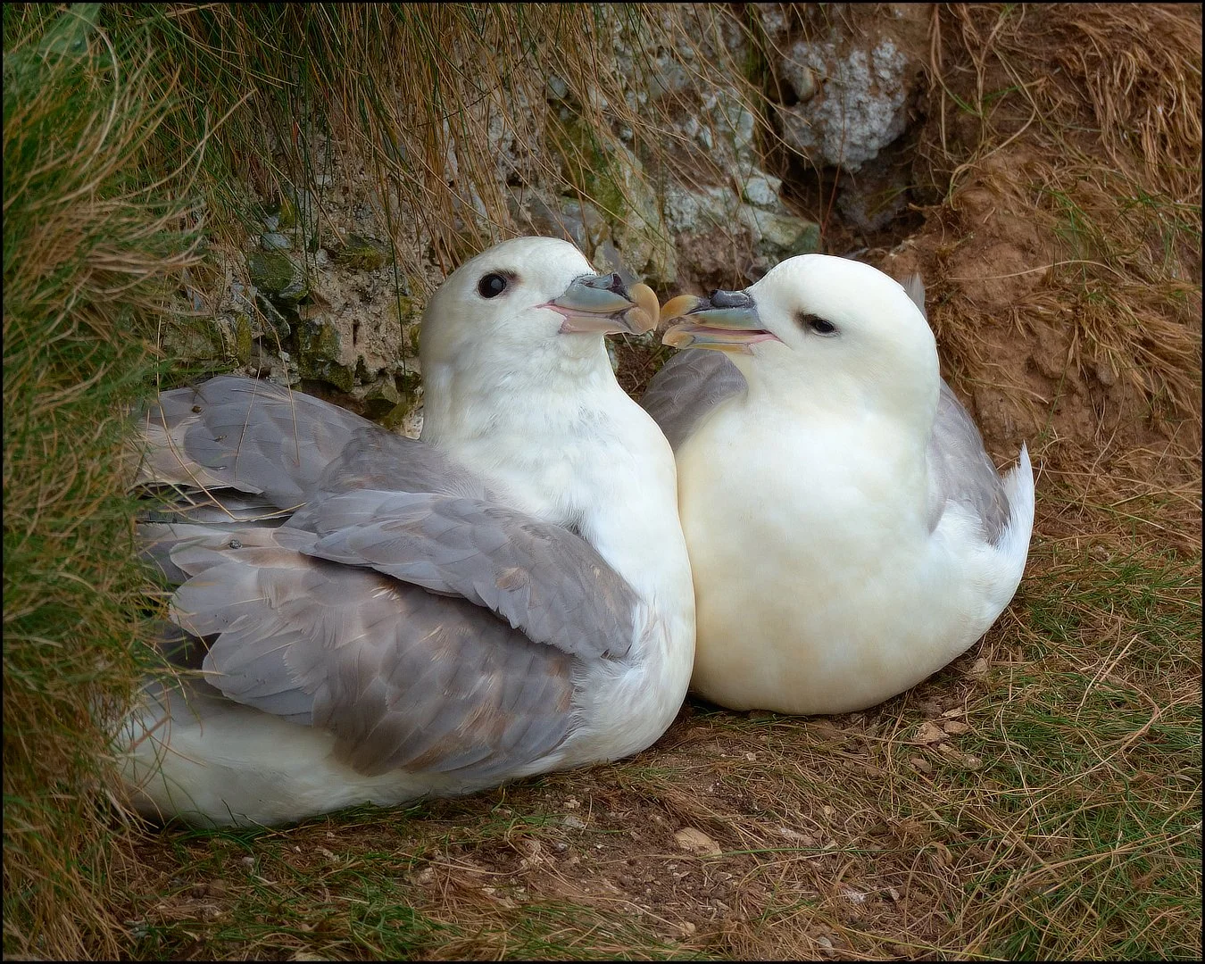 Runner Up Fulmers Sue Evans ARPS/CPAGB/ASINWP/BPE1