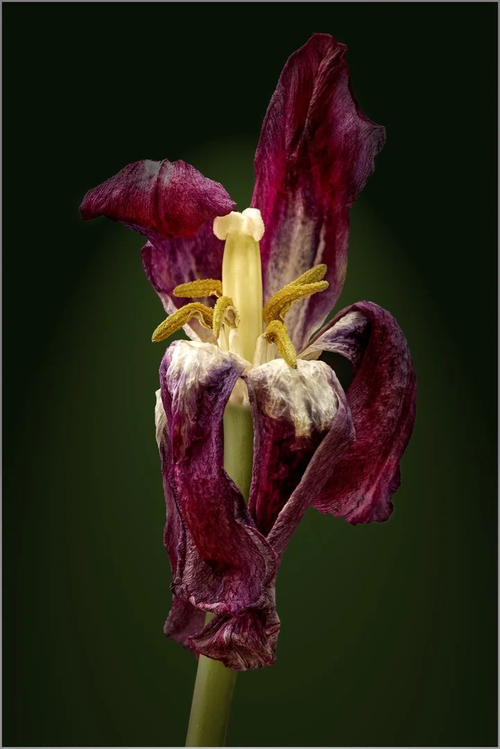 DC Tulip.jpg