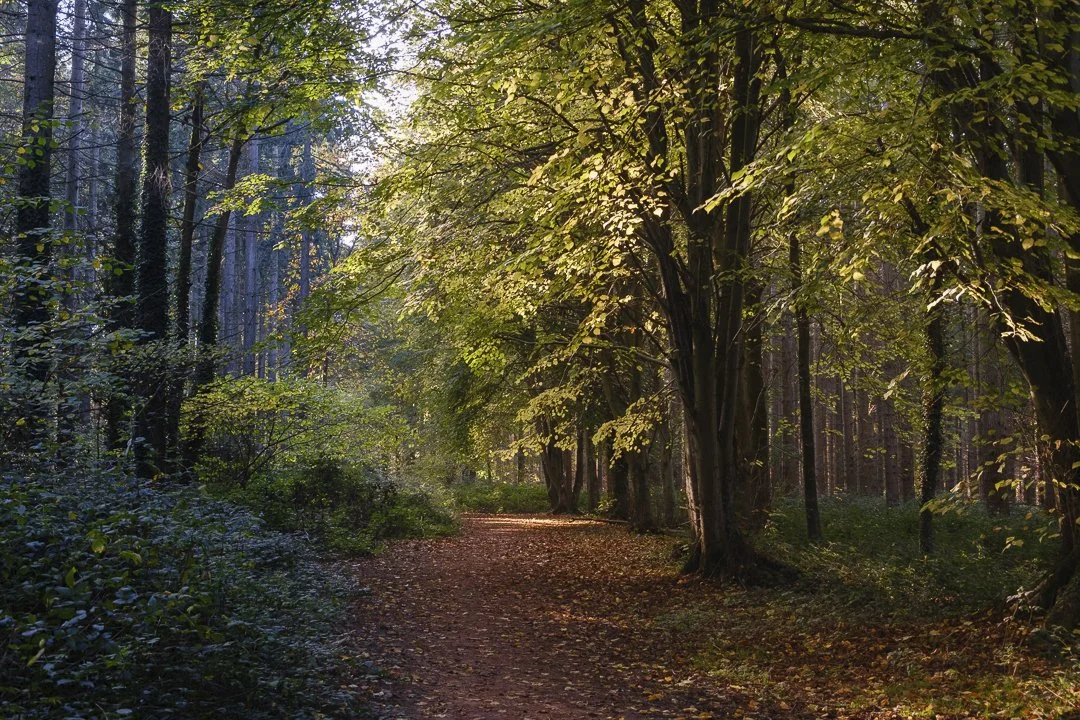 Early autumn sunshine and shadows - Jennie Mursell