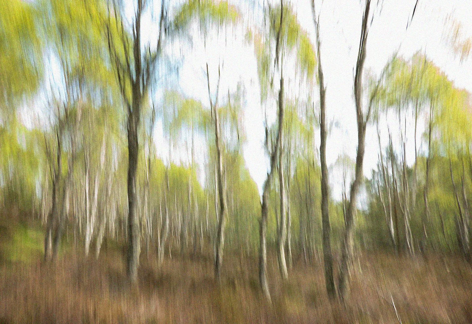 ISM in a Birch Wood - Richard Courridge