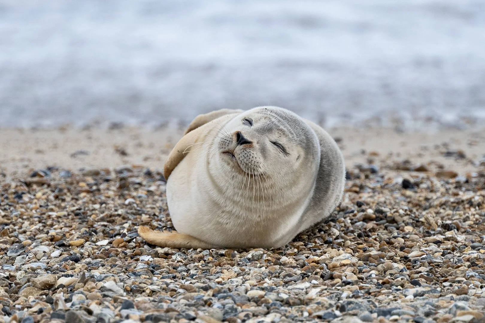 Sweet Dreams Sandy Cowley LSINWP