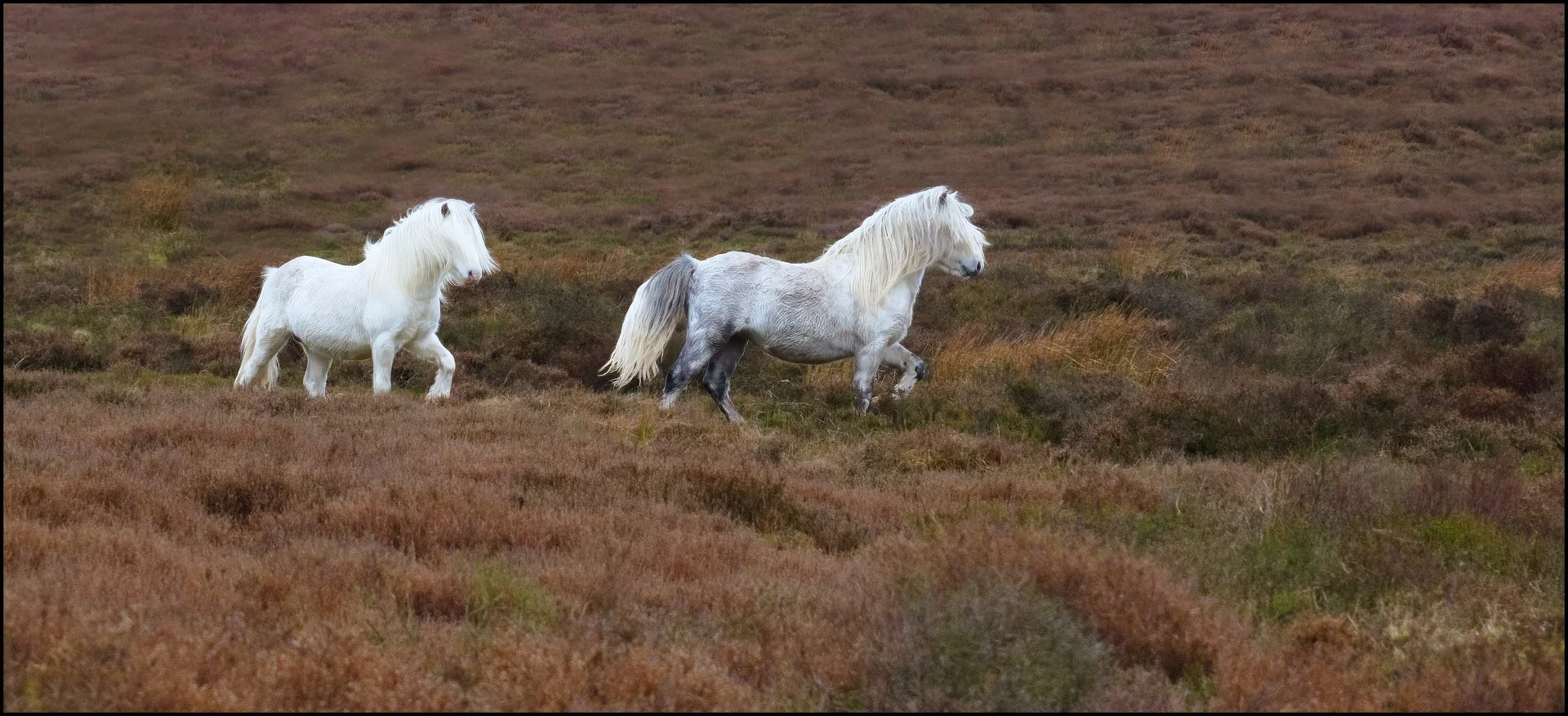 Wild Welsh Ponies Sue Evans ARPS/CPAGB?LSINWP?BPE1