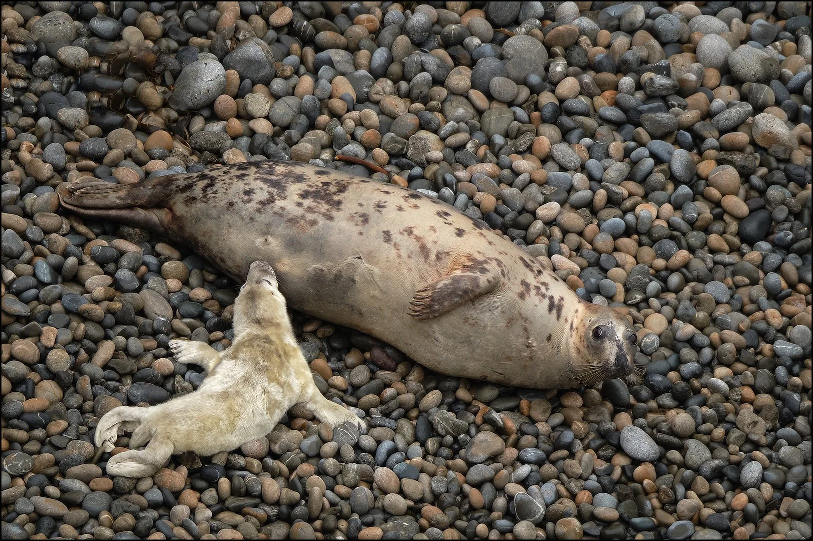 A Tender Moment Sue Evans ARPS/CPAGB/ASINWP/BPE1