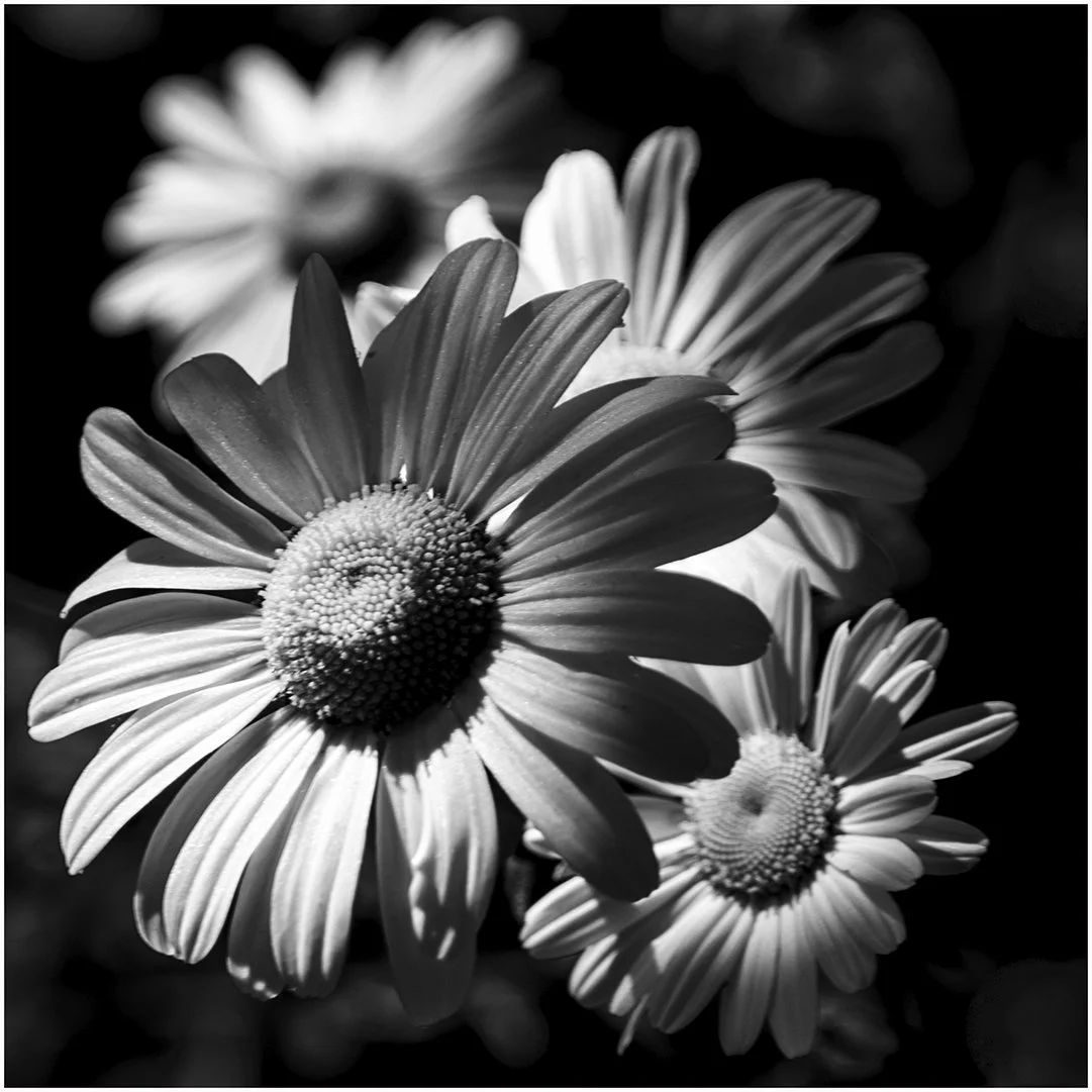 Daisies searching for light - Teresa Chaundy Brain