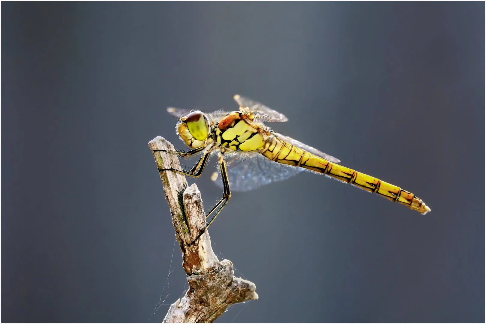 Common Darter - David Cowling