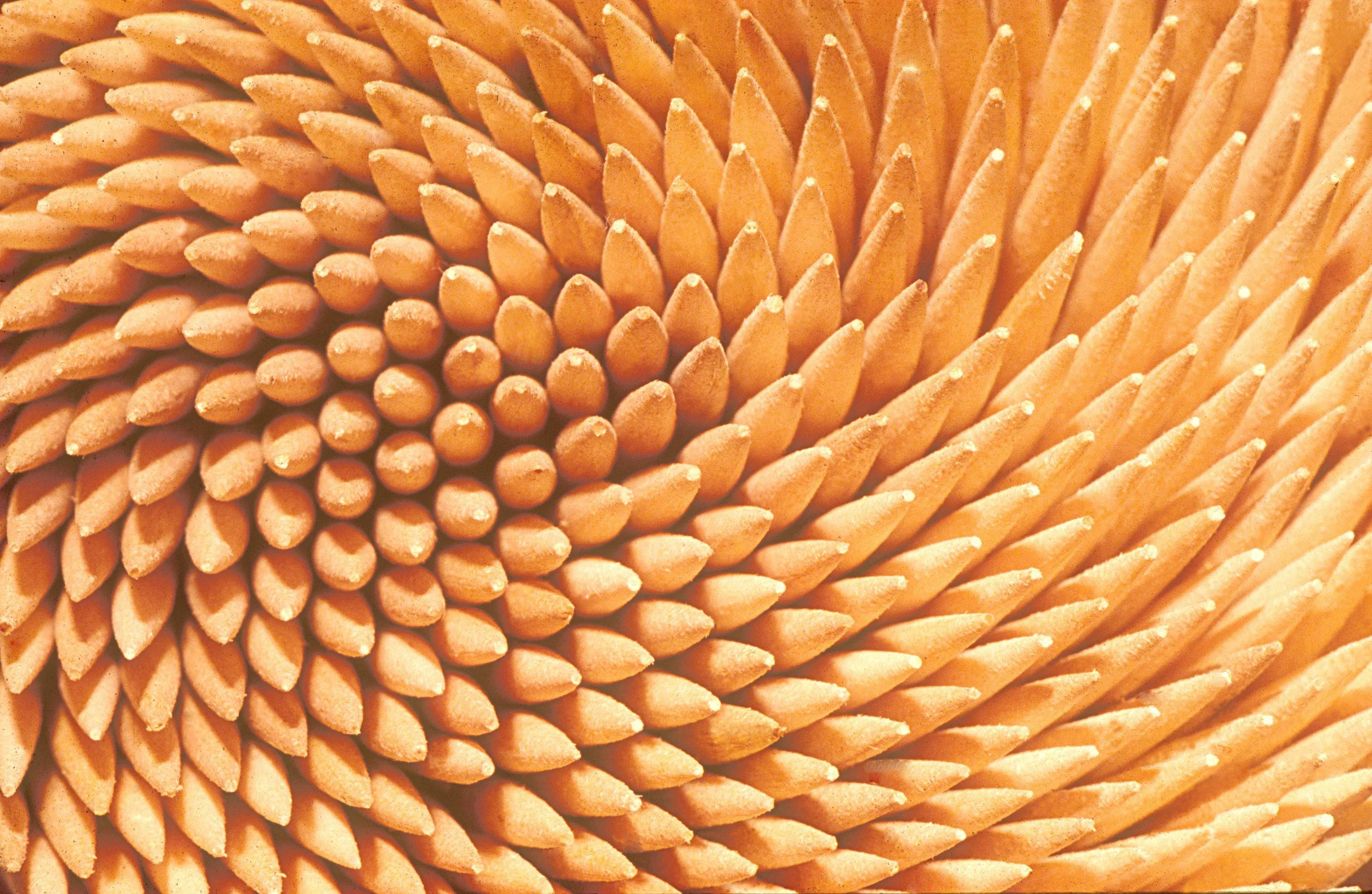 Close-up Abstraction 
