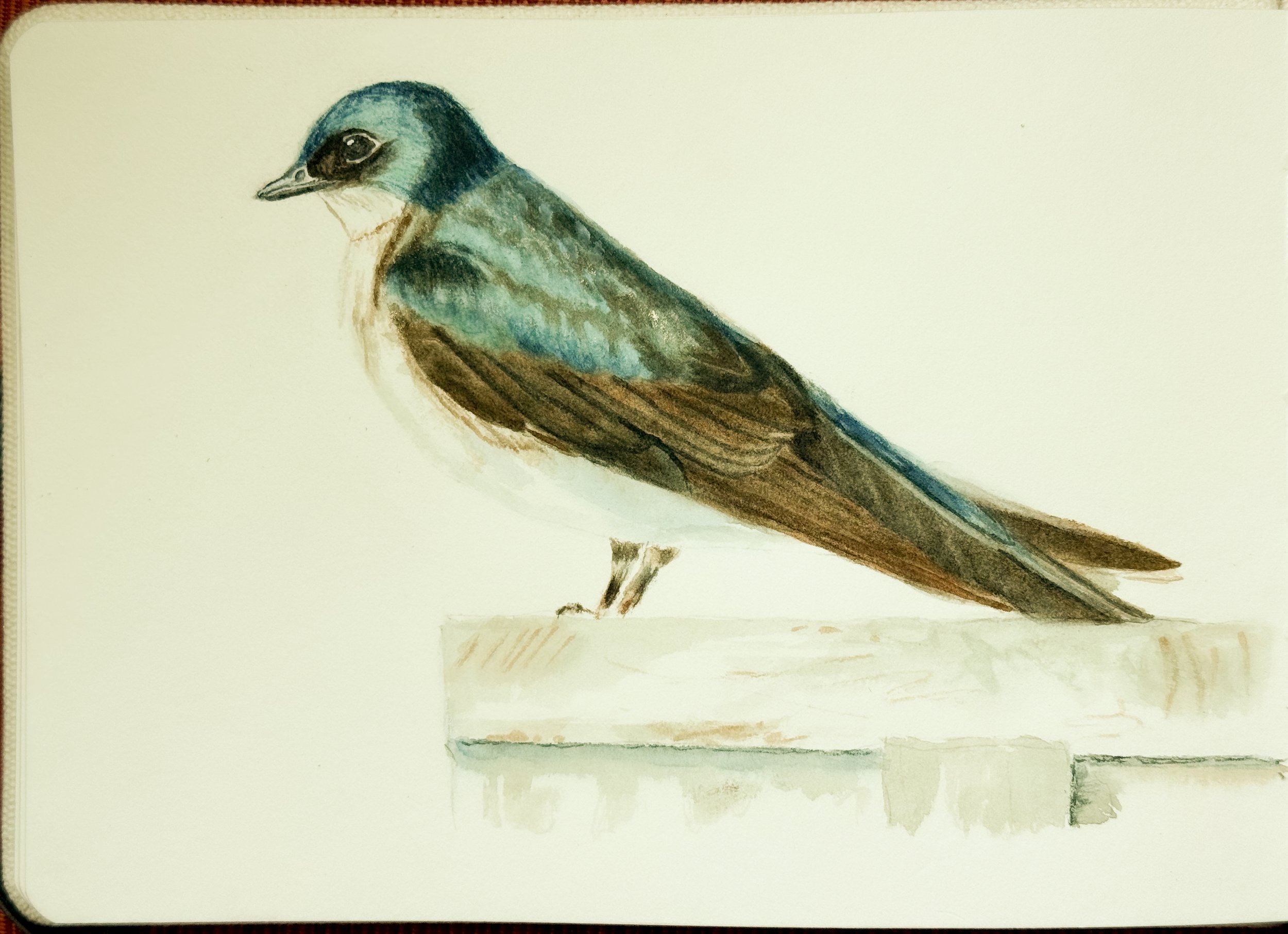 Tree Swallow
Sketchbook watercolor 