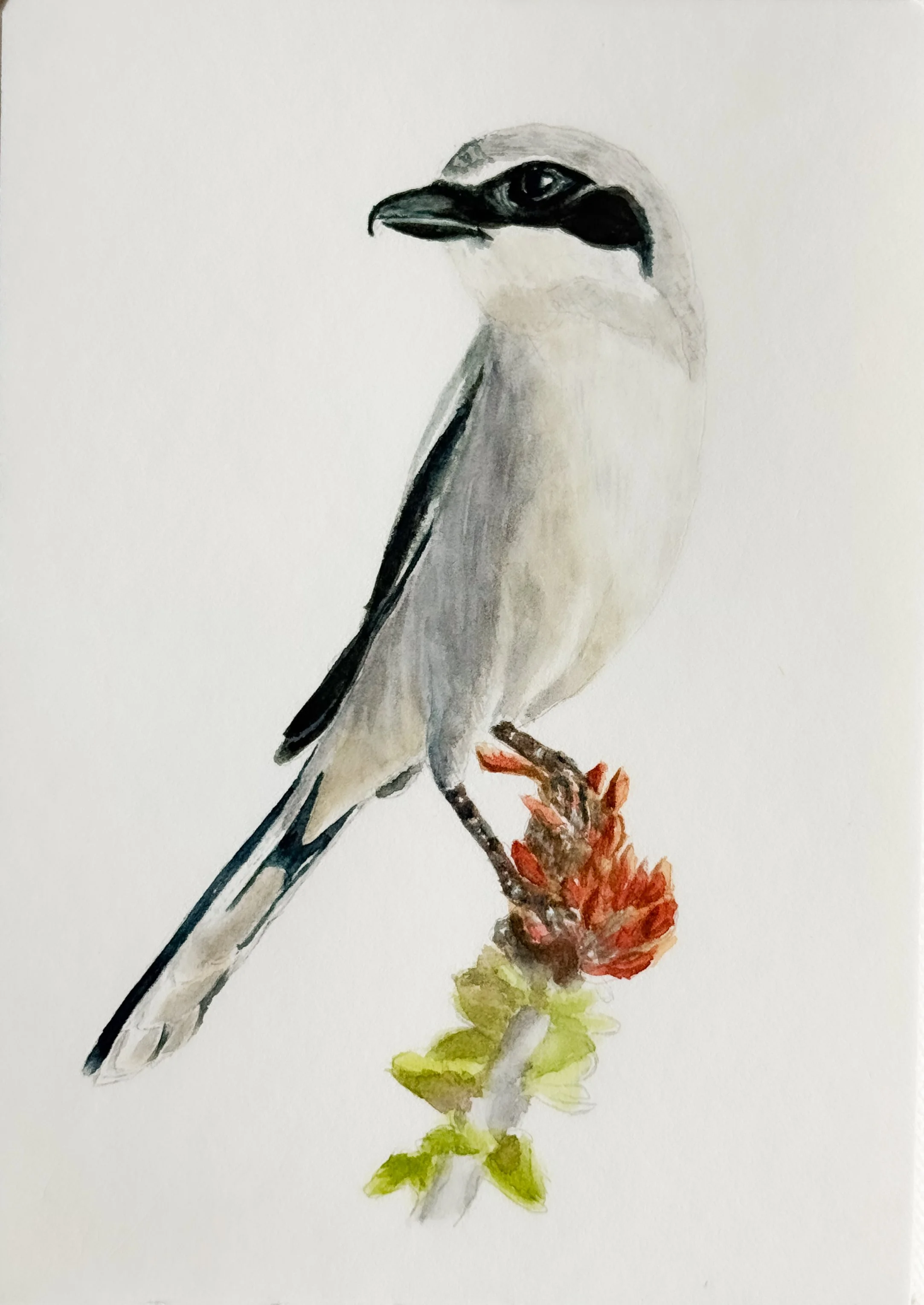 Loggerhead Shrike
Sketchbook watercolor