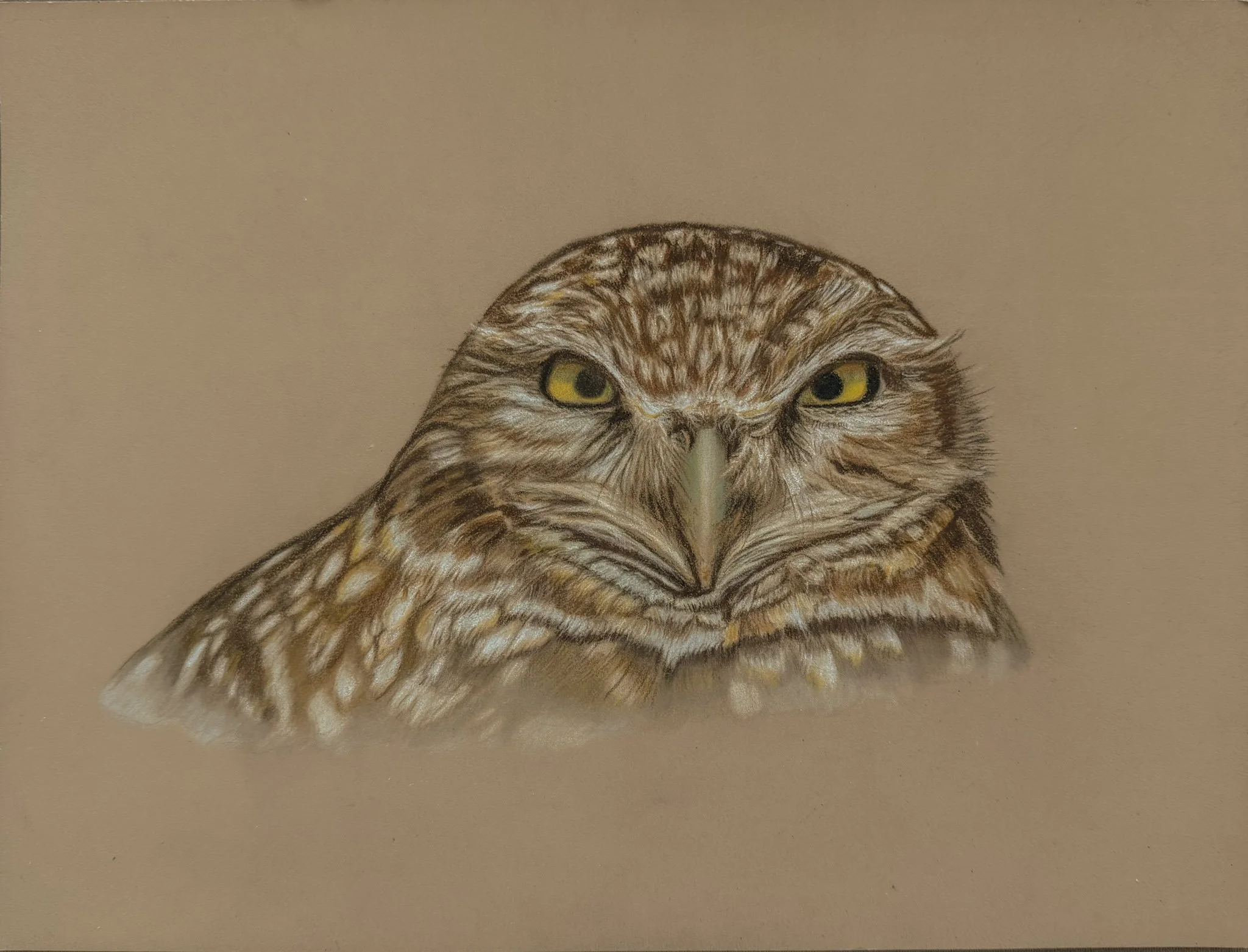 Burrowing Owl
 colored pencil