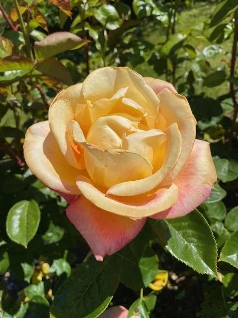 yellow-pink-rose