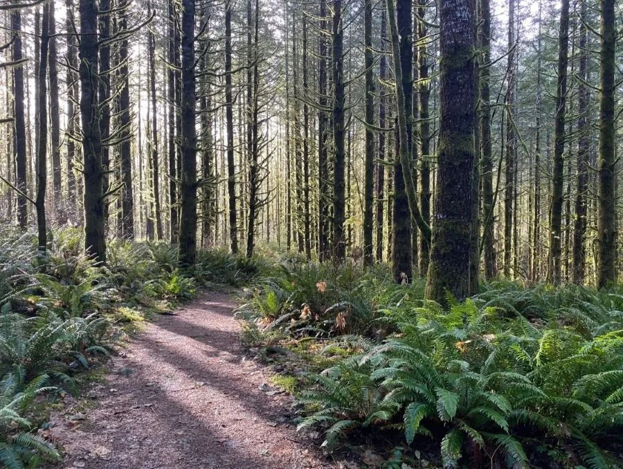 Woodland path winding through a forest of tall trees with sunlight filtering through