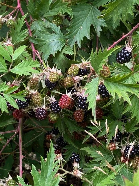 Balance in Blackberry Season - A Seasonal Reflection  