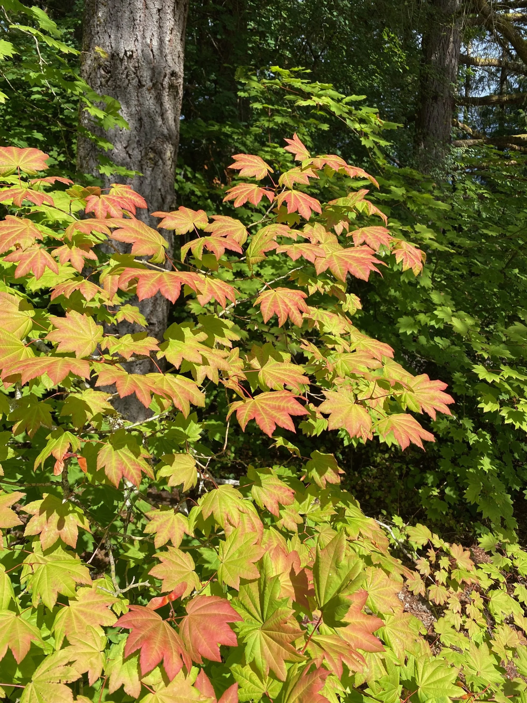plant-with-autumn-colored-leaves