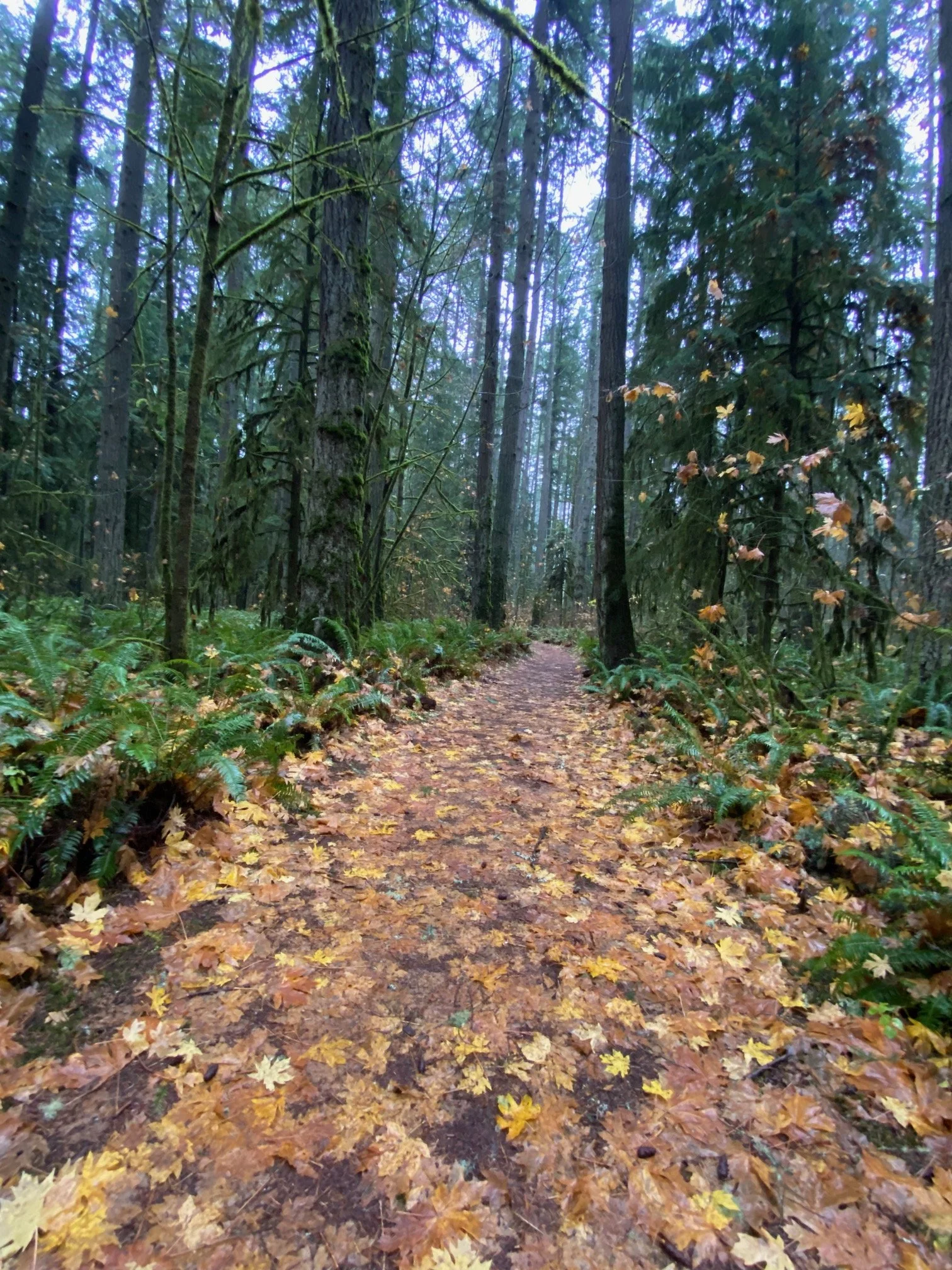 beautiful golden pathway in the woods with autumn leaves in the pathway