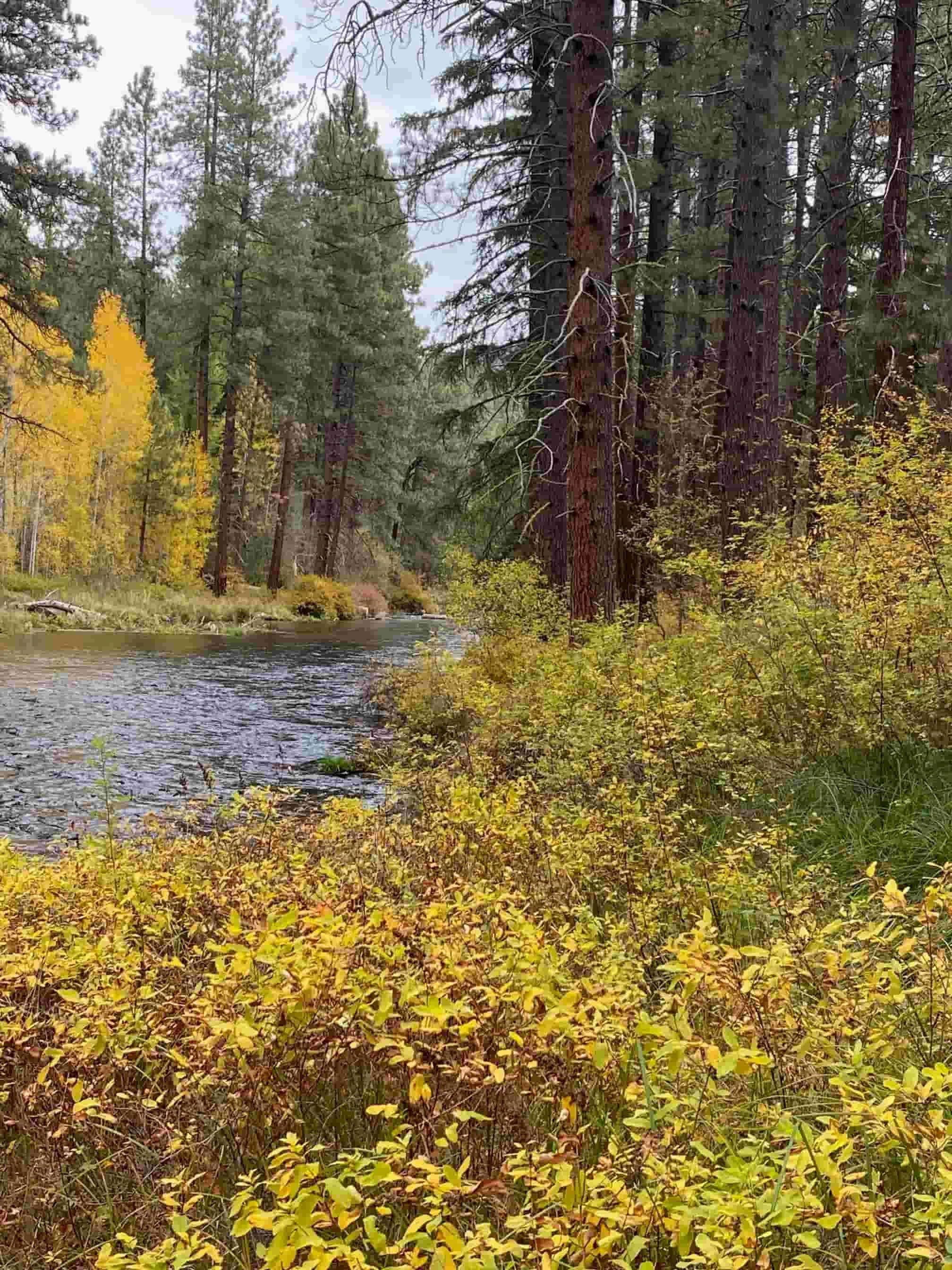 yellow-leaf-trees-along-river-stream