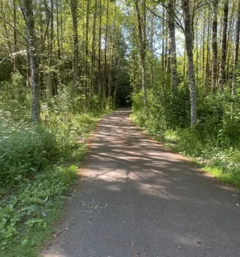 Sunlit paved path winding through a forest of tall green trees and dense undergrowth