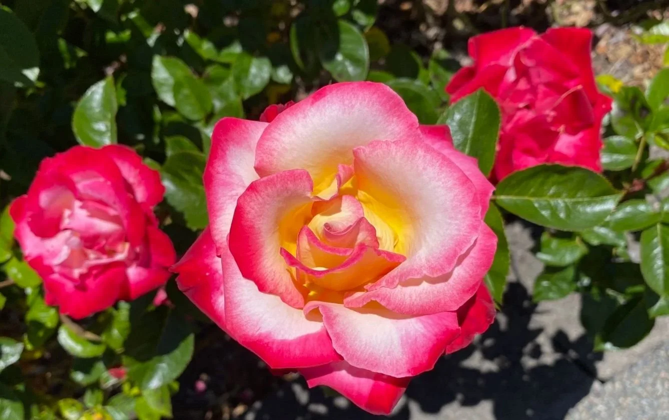 Bright pink roses blooming in a garden with green foliage.