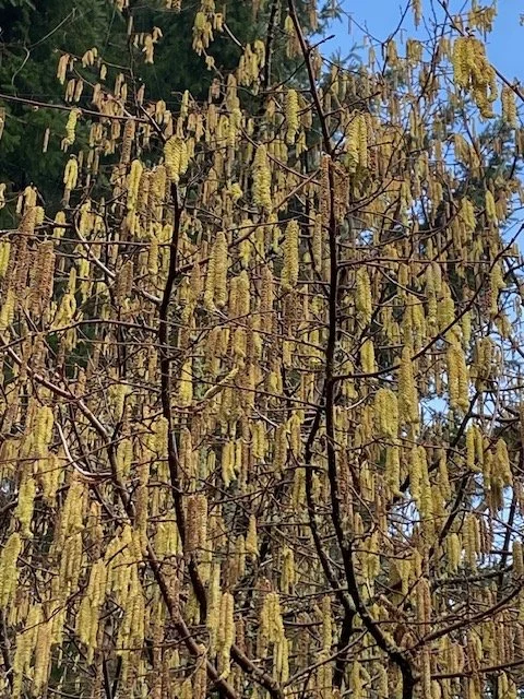 Golden catkins in autumn shade