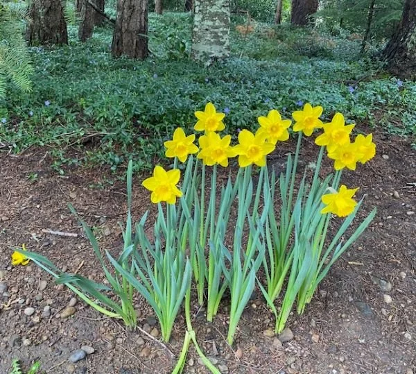 yellow daffodils in the woods