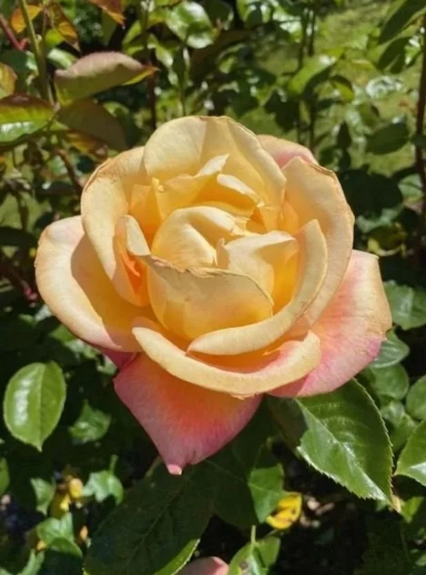 Close-up of a soft yellow rose in bloom surrounded by green leaves