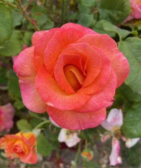 Orange-pink rose