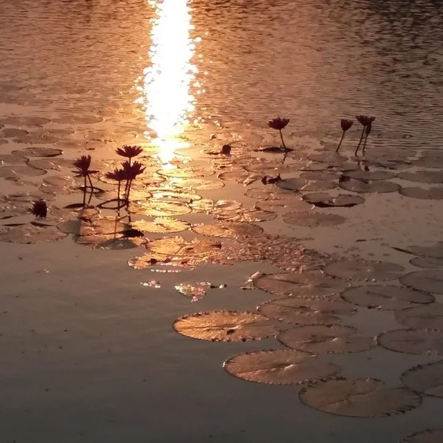 image-golden-pond-sunset