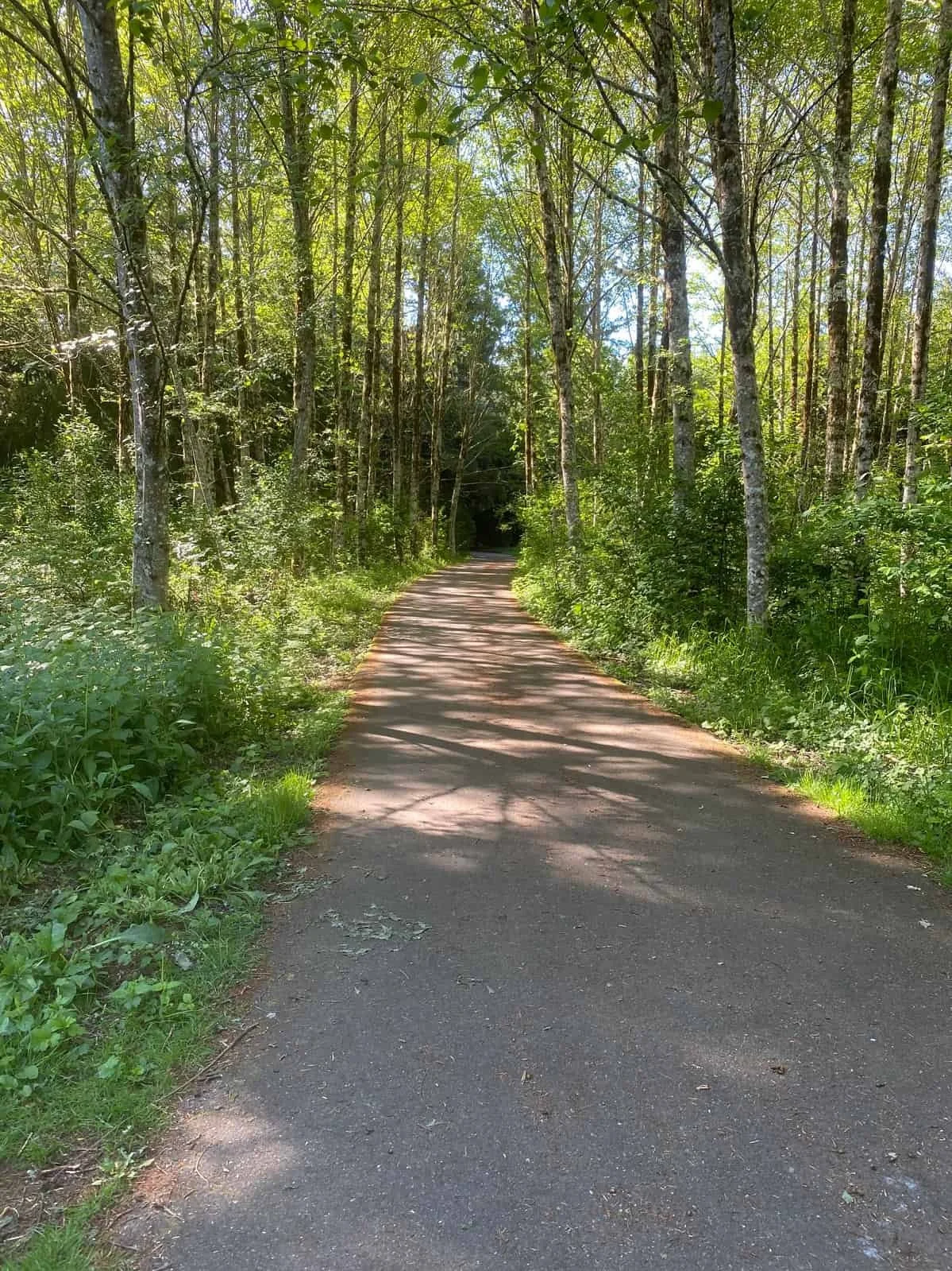 gravel-walkway-woods