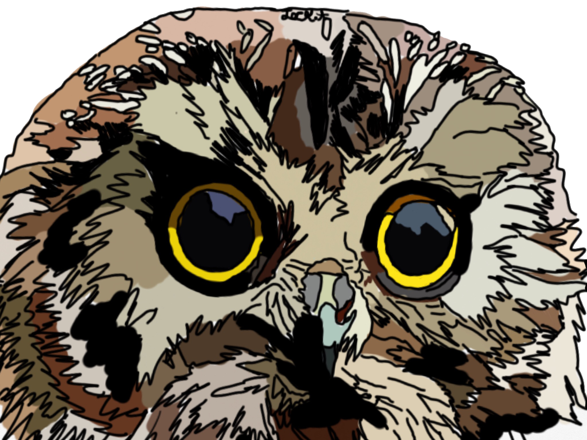 owl.png