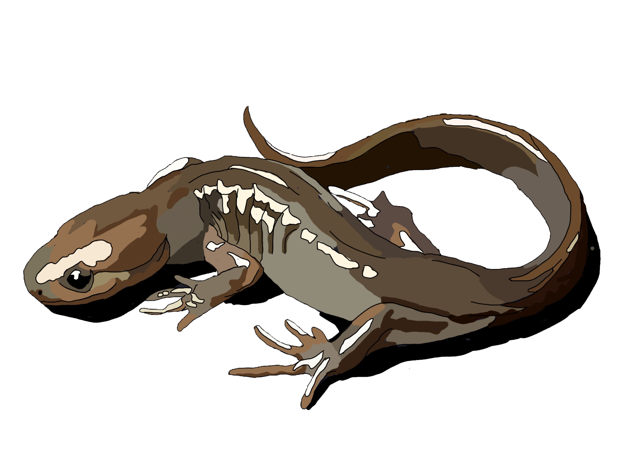 salamander.png
