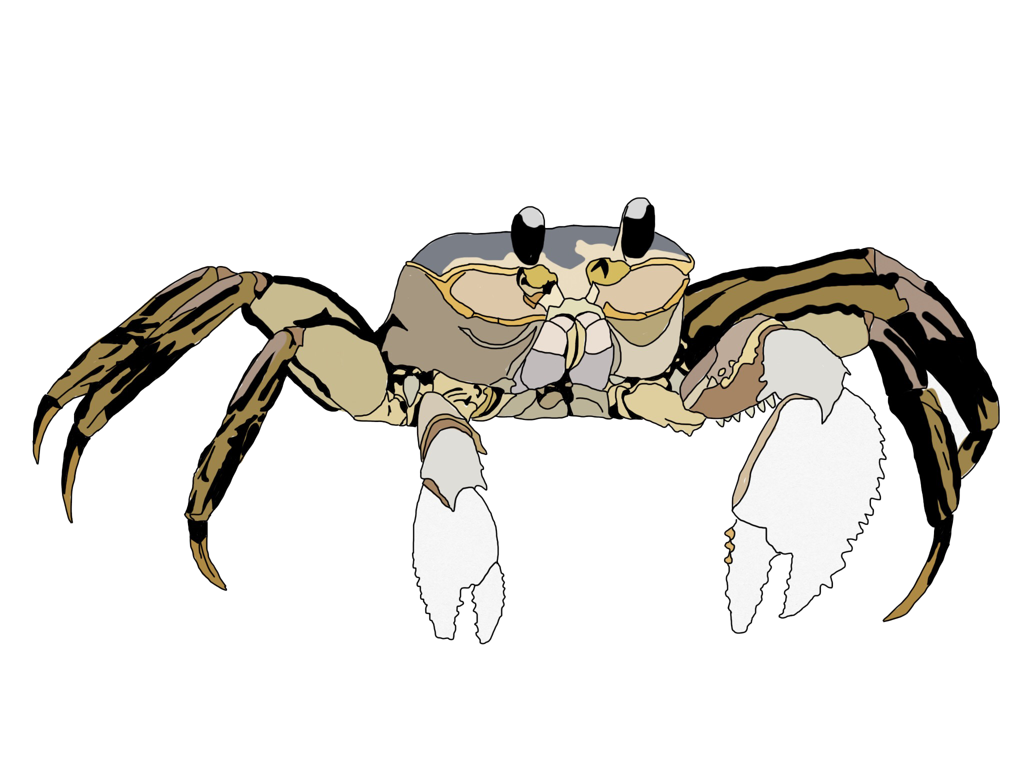 crab.png