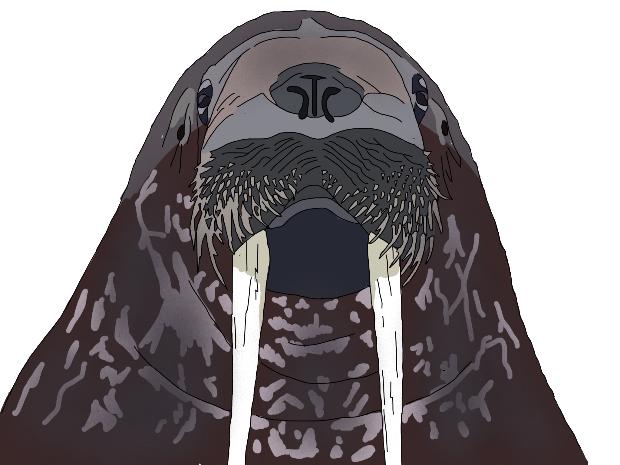 wal.png