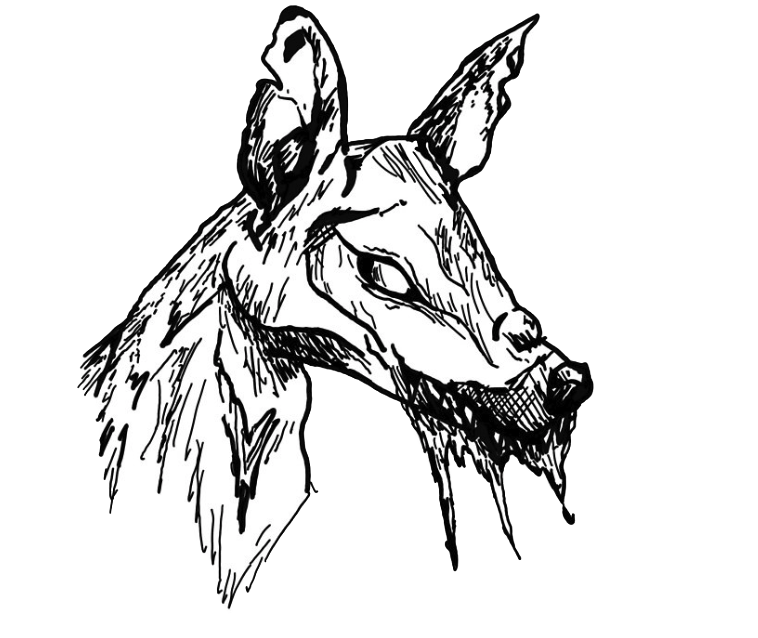 wolf.png