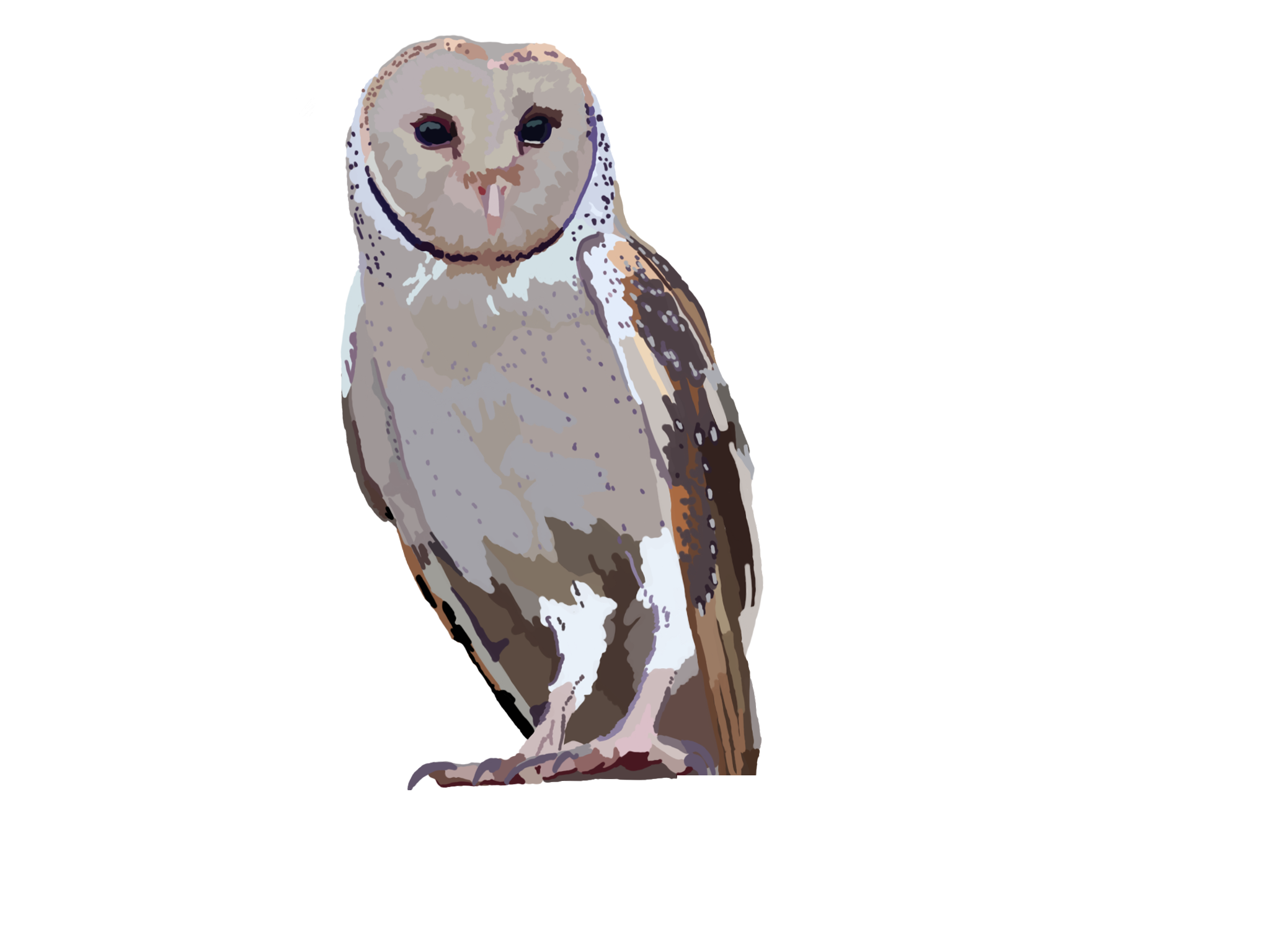 BarnOwl.png