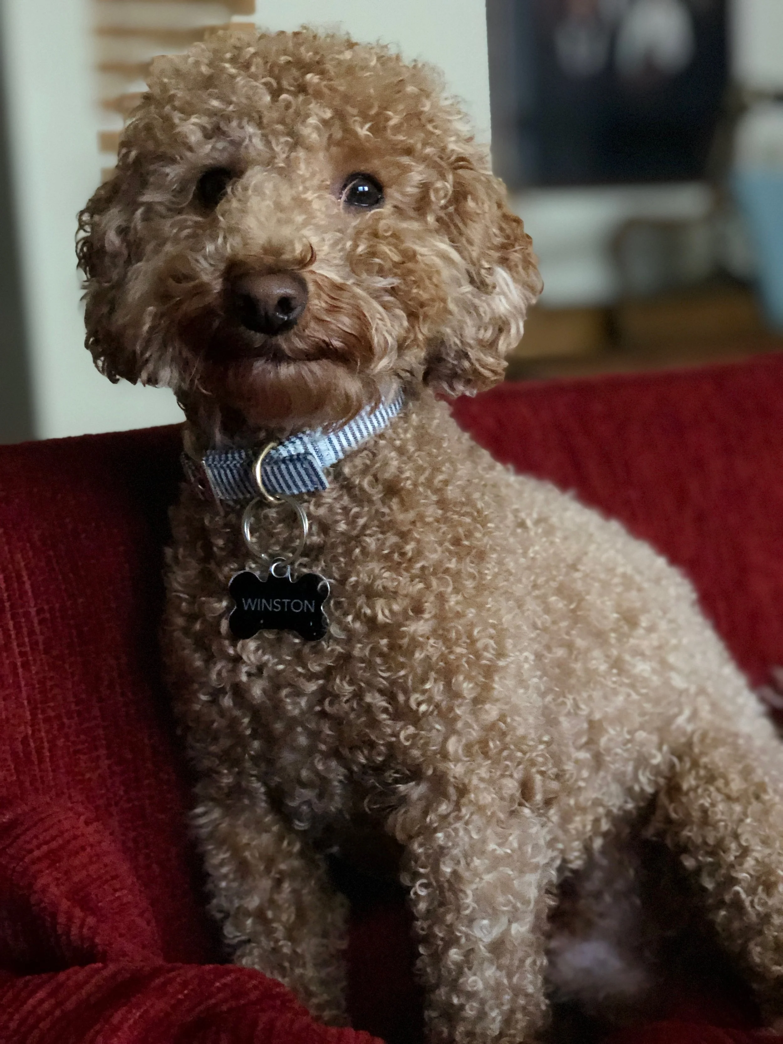 A curly-coated tan poodle dog with black nose and dark eyes, wearing a gray collar, is sitting on a red upholstered chair or couch.