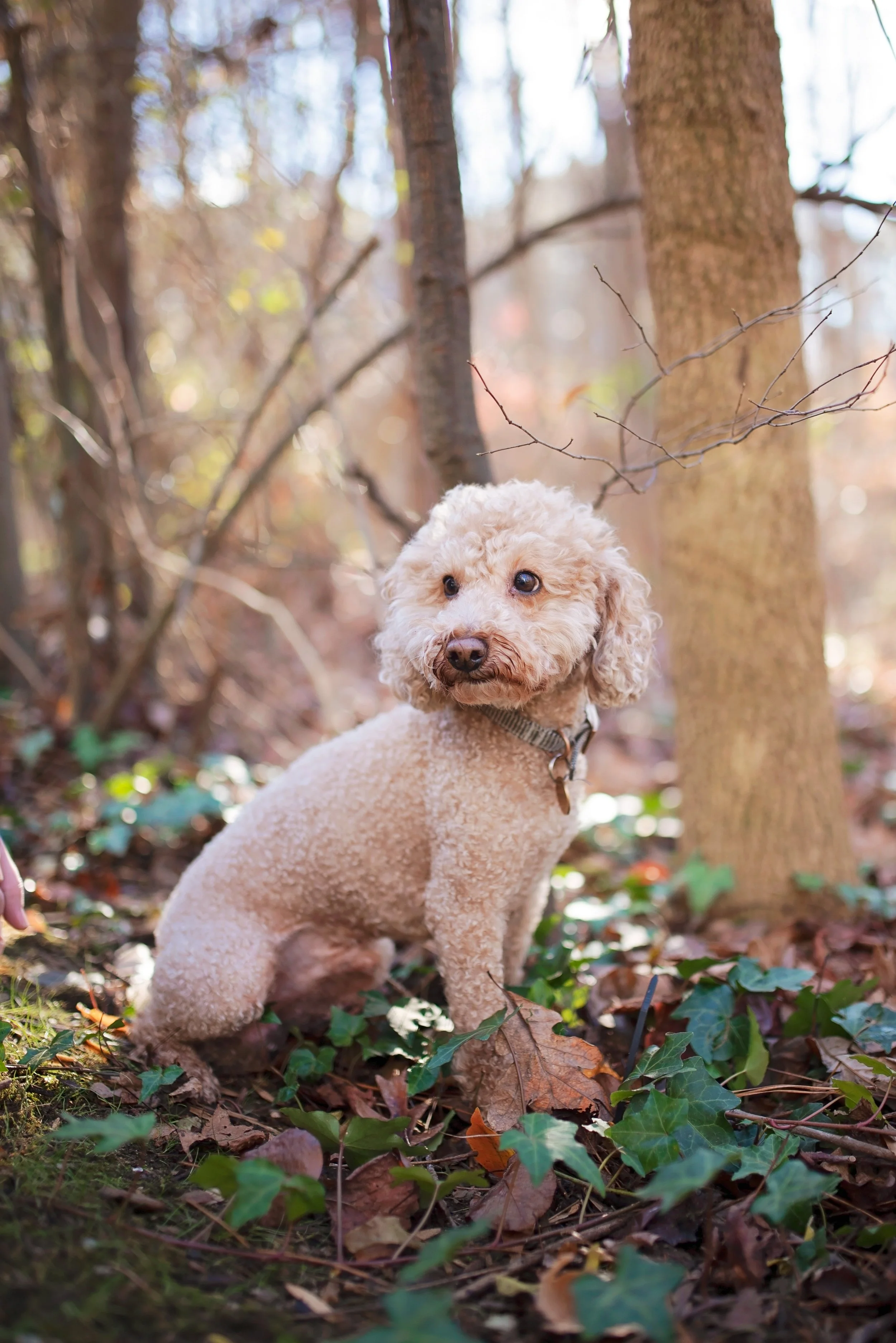 A curly-haired beige dog sitting among fallen autumn leaves and green ivy in a forest with tall trees and bright sunlight.