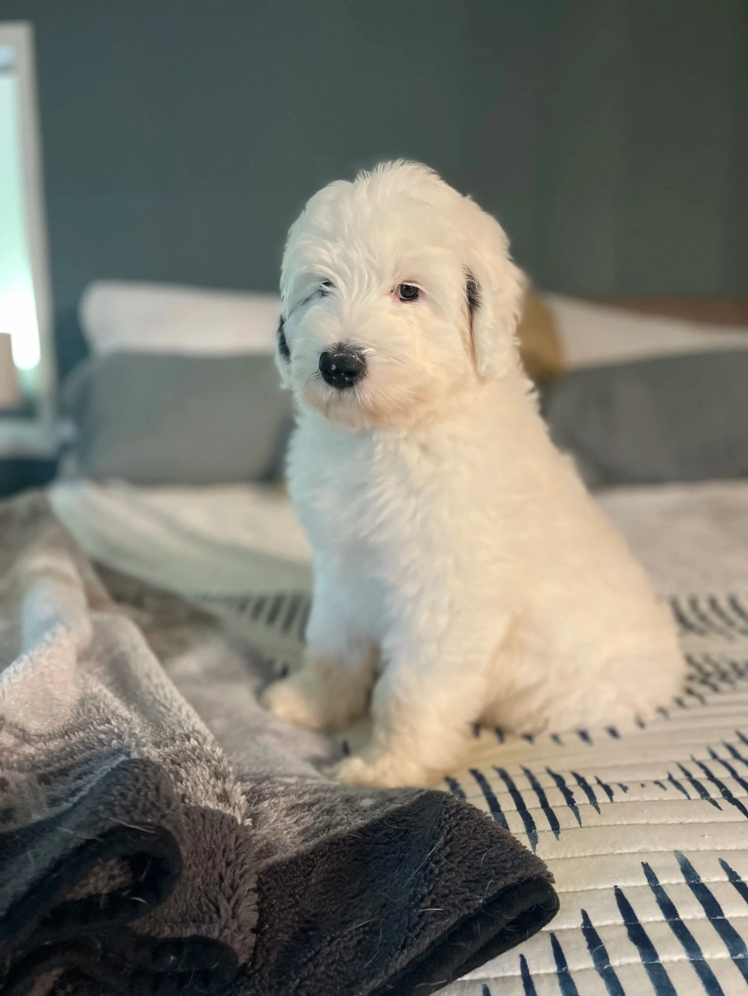 A cute white puppy with black patches on its face, lying on a blanket in an indoor setting.