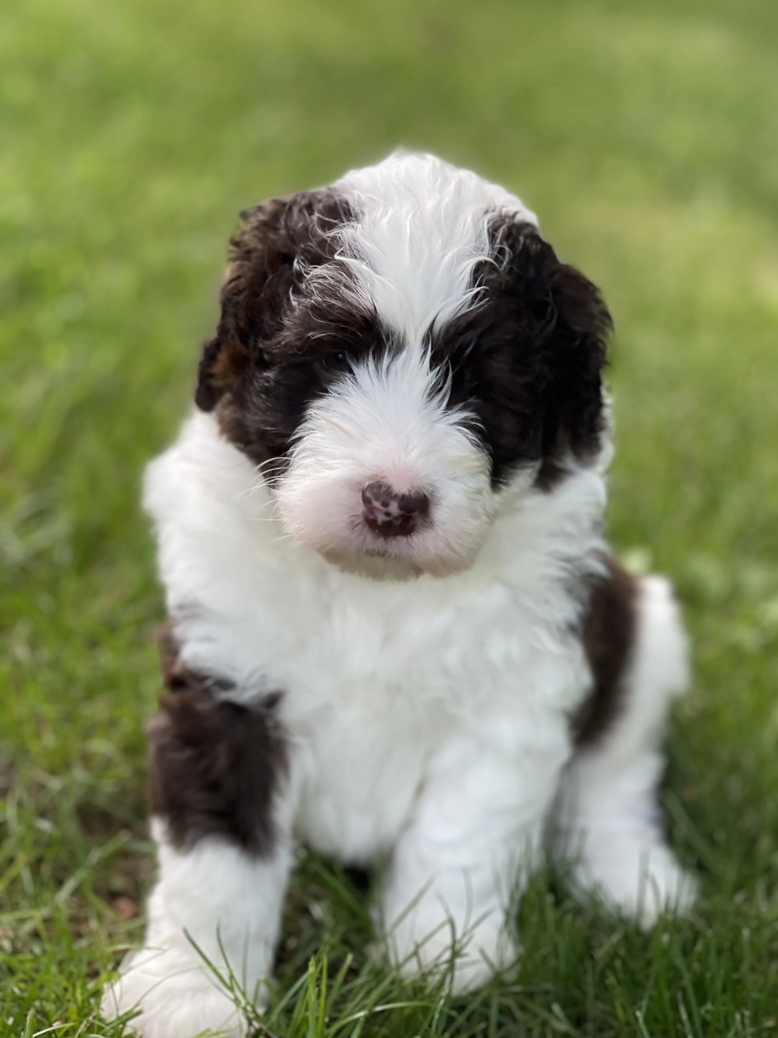 A cute brown and white puppy sitting on green grass outdoors.