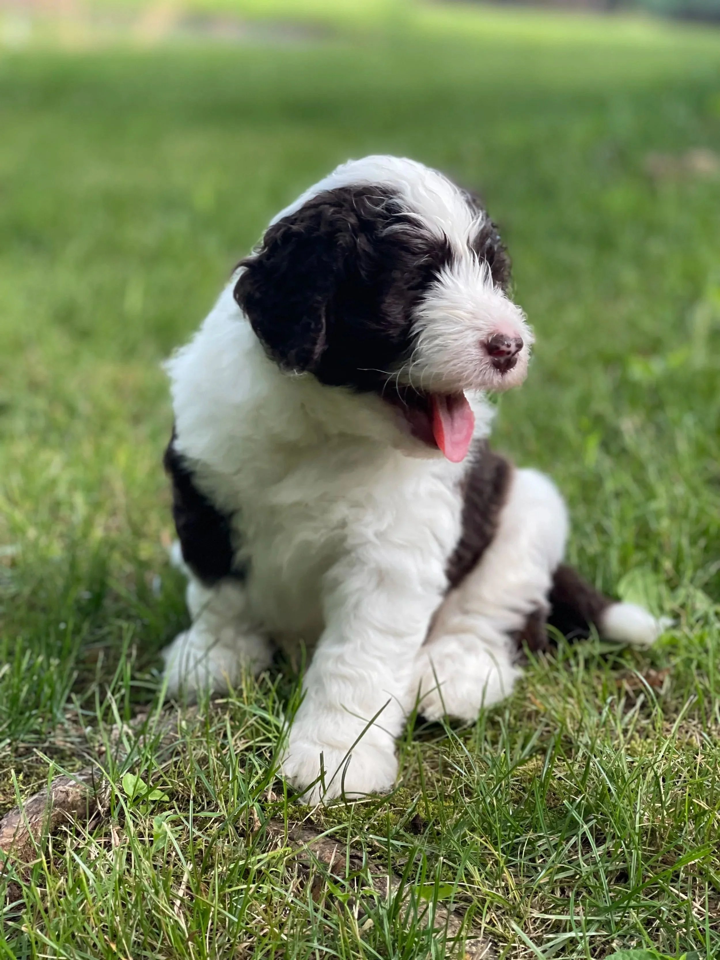 A cute black and white puppy with floppy ears sitting on green grass with a blurred outdoor background.