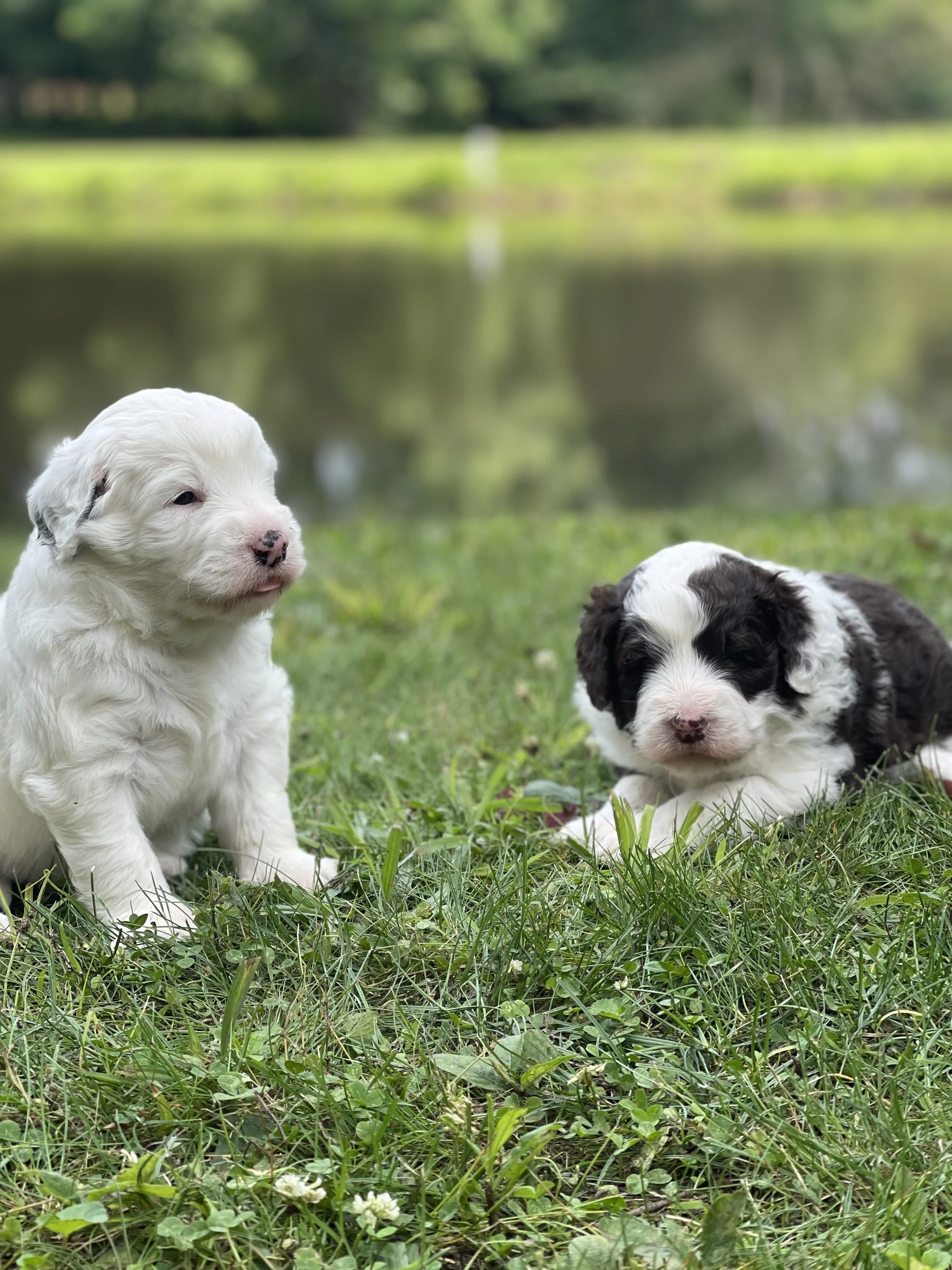 Two puppies sitting on grass near a body of water in a park with trees in the background.