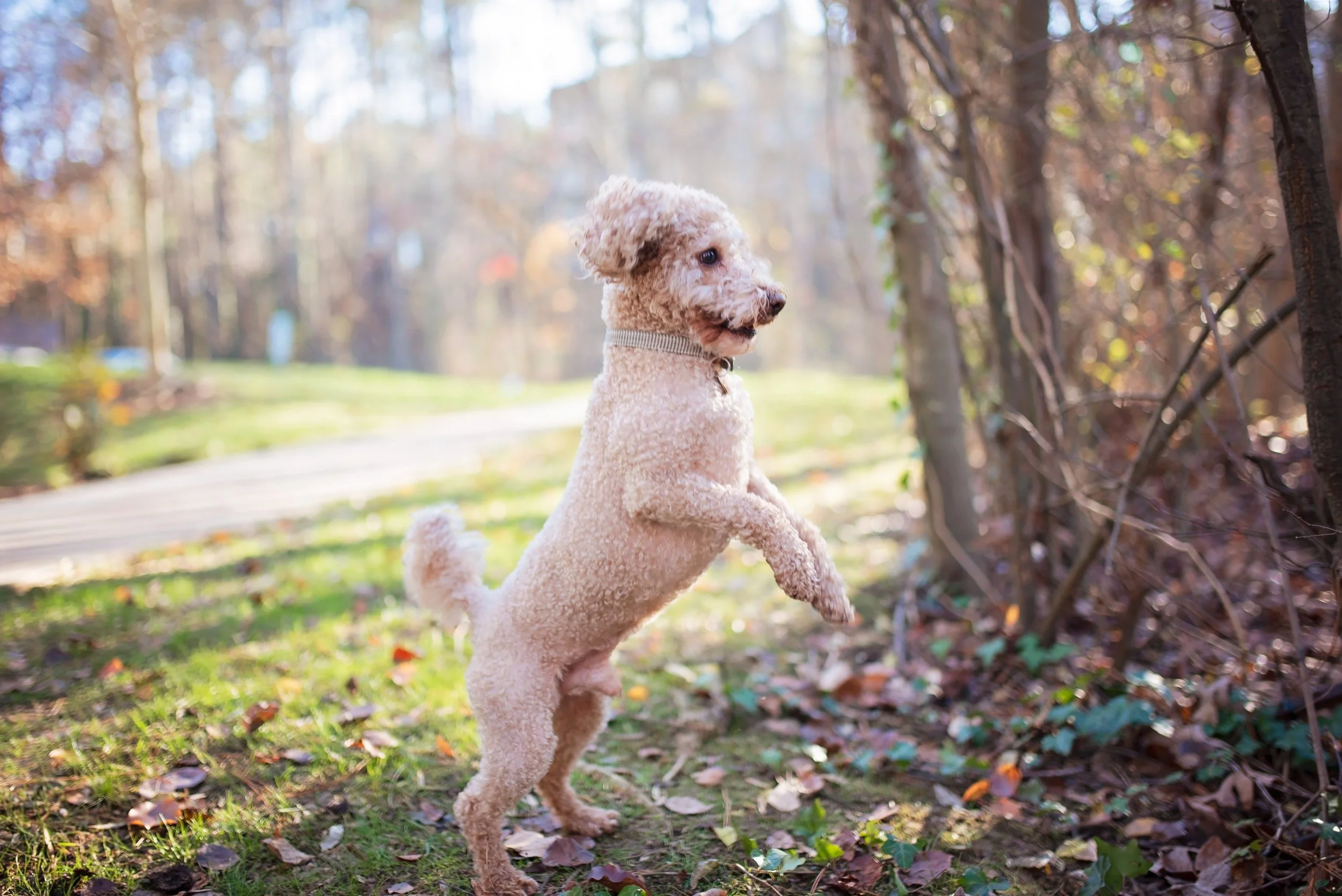 A small curly-haired dog is jumping in the air outdoors with trees and grass in the background.