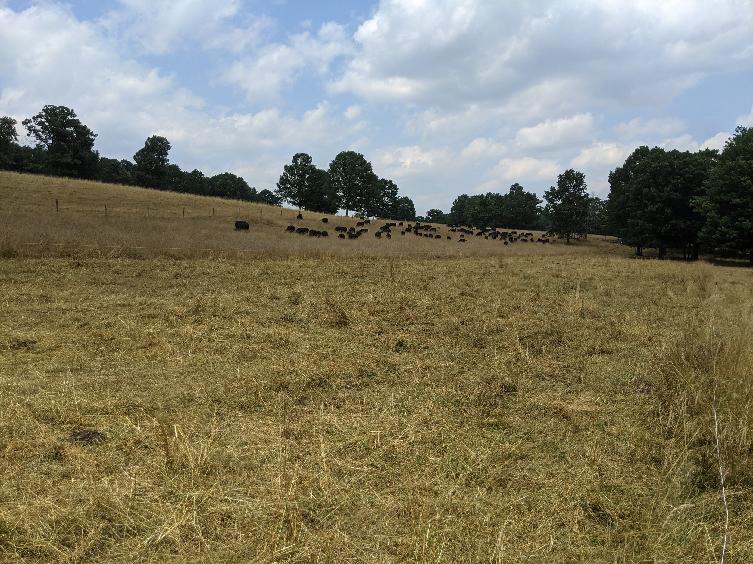 A landscape scene of a grassy hillside with scattered trees and a herd of black cattle grazing under a partly cloudy sky.